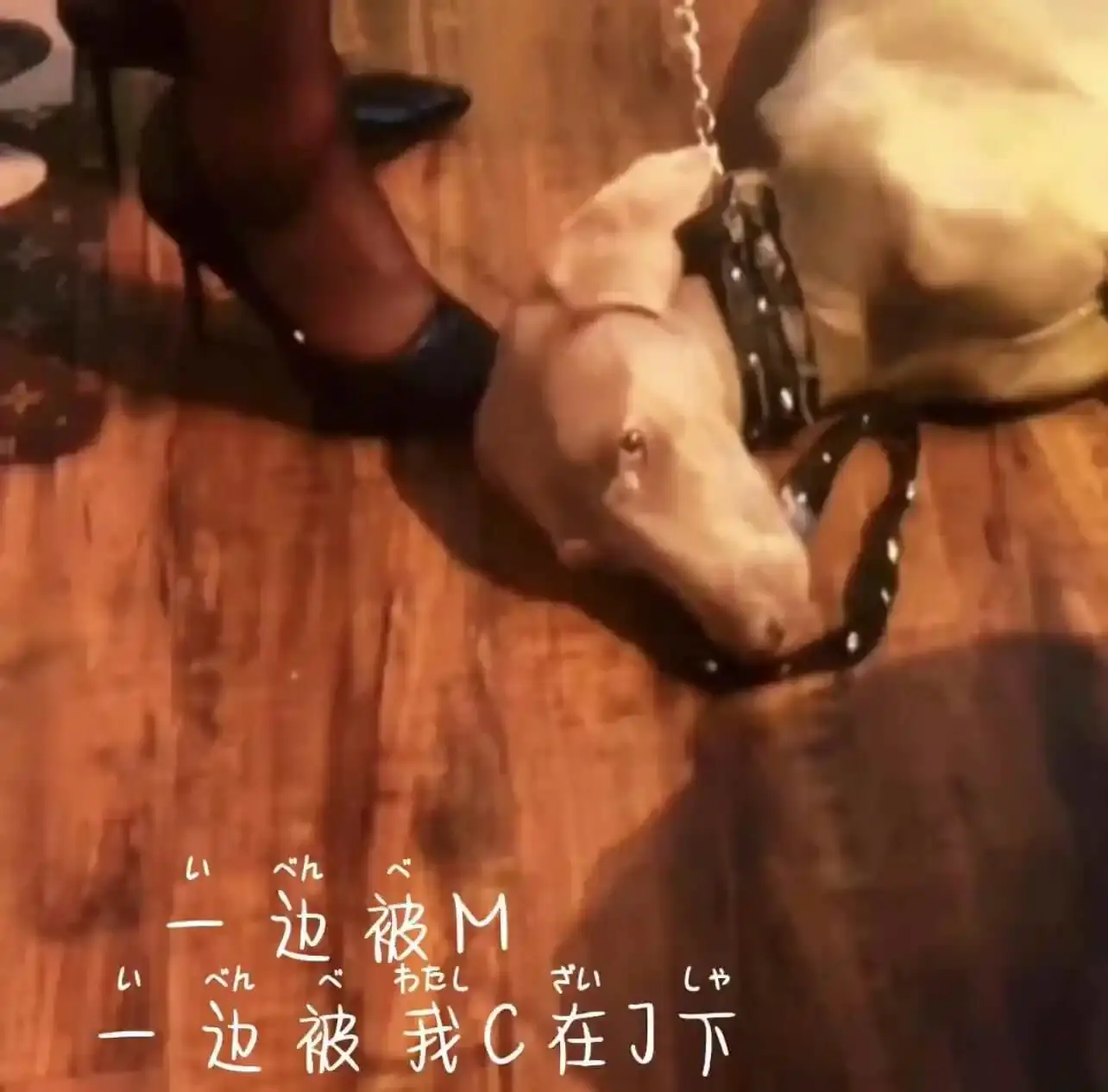 【西檬之家-字母圈K8猫系实践指南】